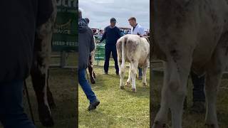 Beef Shorthorn Cattle [upl. by Hakceber]