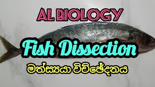 AL Biology Fish Dissection [upl. by Sparkie]