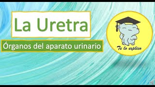 LA URETRA  ÓRGANOS DEL SISTEMA URINARIO [upl. by Yates440]