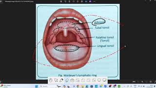 Pharynx Anatomy  1  Head amp Neck Anatomy [upl. by Navannod]