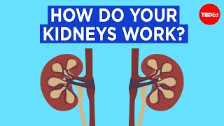 How do your kidneys work  Emma Bryce [upl. by Erleena]