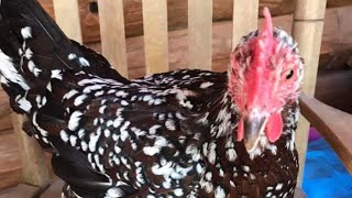 Speckled Sussex Chickens [upl. by Johna]