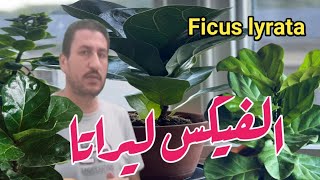 الفيكس ليراتا Ficus lyrata plant [upl. by Halilak]