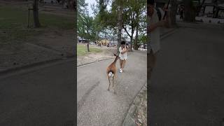 Bowing wild deer in Japan Nara japan wild deer short shorts [upl. by Ley194]