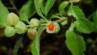 Ashwagandha or Withania somnifera  Medicinal Plant [upl. by Ztnahc]