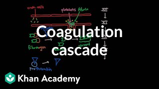 Coagulation cascade  Human anatomy and physiology  Health amp Medicine  Khan Academy [upl. by Bakeman861]