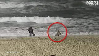 Video shows moment coyote attacks toddler on Huntington Beach [upl. by Mendy169]