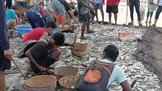 goenchonews  Big catch of fresh fish at Caranzalem Beach [upl. by Ihtac]