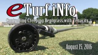 eTurf iNfo Controlling Escaped Creeping Bentgrass  August 16 2016 [upl. by Llertnad]