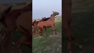 horse ЭКСКЛЮЗИВ Чистый Дончак Возраст 3 года Рост 165 см С Паспортом [upl. by Alarice]