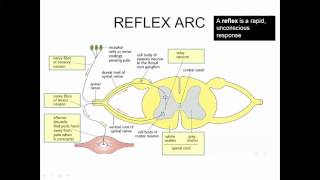 Stimulus Response Perception of Stimuli IB Biology [upl. by Pool]