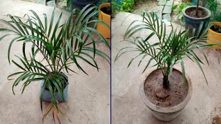 Dypsis lutescens का पौधा नर्सरी से लाने के बाद गमले में लगाने का सही तरीका Best Gardening Tips [upl. by Bunder]