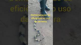 PERNEIRA CONTRA PICADA DE COBRAS🐍 [upl. by Arrik]