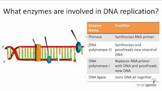 1021 Enzymes Involved in DNA Replication [upl. by Leone327]