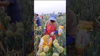 Amazing China Onion Farming 😲 agriculture china farming [upl. by Duahsar]