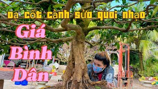 2102024 báo giá 4 cây mai vàng thành phẩm bự giá bình dân 0788881588 [upl. by Merideth]