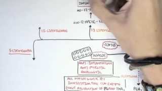 Part II  Aracidonic Acid Metabolites [upl. by Ignatia]