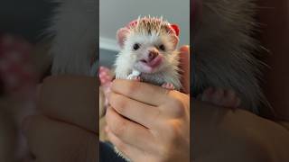 hedgehog igelkott ハリネズミ 고슴도치 funnyanimals [upl. by Dempsey]