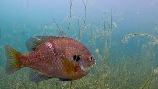 Aquatic Life in Lake Allure Quarryville PA [upl. by Raimondo]