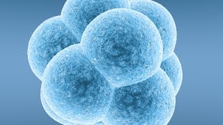 Blastocysts  5 Things IVF Patients Should Know [upl. by Yrrat]