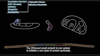 Translation termination in prokaryotes  Prokaryotic translation termination animation  Lecture 3 [upl. by Nari]