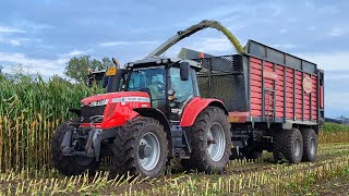 Mais silage 2023  Claas Jaguar 940  Massey Ferguson  Van Helmond [upl. by Nauqit]