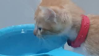 Lula Baby lagi Minum ASMR CAT [upl. by Anole630]