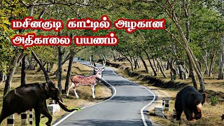 Early Morning Drive in Masinagudi Forest  Mudumalai Travel Vlog in Tamil  Jolly Trip [upl. by Aliban]