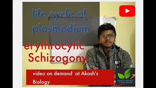 Life cycle of plasmodium Erythrocytic schizogony [upl. by Ymorej]