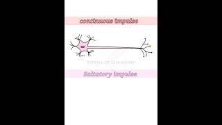 Which is Faster  Saltatory or Continuous Conduction of Nerve Impulses [upl. by Kristen]