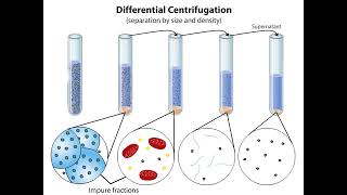 Subcellular Fractionation [upl. by Gav]