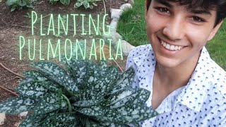 Planting Pulmonaria Twinkle Toes • Growing Home Gardening [upl. by Aileon]