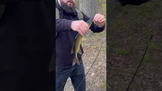 Pickerel Keeps Fighting fishing freshwaterfishing pondfishing fish fishinglife pickerel [upl. by Rakso]