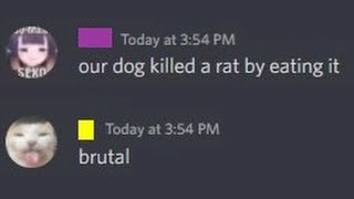 Our dog killed a rat [upl. by Adranoel]