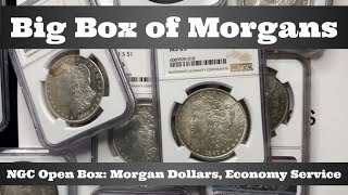 BIG box of Uncirculated Morgans Dollars Lets Take a Look at the Grades  NGC Open Box Economy [upl. by Eletnahs]