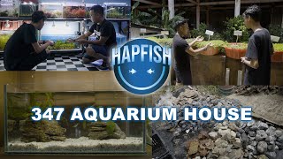 Evolving Your Aquatic Environment Emersed Plants Farm By 347 Aquarium House [upl. by Accebar]