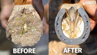 Satisfying Full Horse Hoof Restoration  4K FARRIER ASMR [upl. by Akilaz]