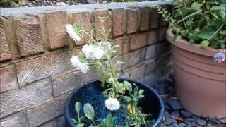 The Science behind gardening  Part 7 Stratification for native perennial plants [upl. by Oyam]