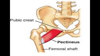 Two Minutes of Anatomy Pectineus Muscle [upl. by Vinna]