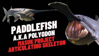 PADDLEFISH  POLYODON masuk mess para pekerja asing [upl. by Enisamoht654]