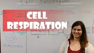 Aerobic Respiration [upl. by Ansell81]