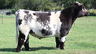 Dryer Shorthorn Bull2 [upl. by Eirol]