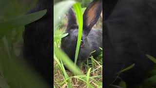 Пойман на воровстве rabbit fort kaliningradregion fortdonhoff donhoff apple fluffy [upl. by Nylorac]