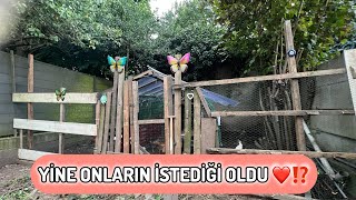 ÇOK FENALAR EN GÜZEL YER ONLARIN🥰👌ÇOK MUTLU OLDULAR🤍NEDEN YUMURTA VERMİYORLAR DI‼️‼️ [upl. by Ramhaj]