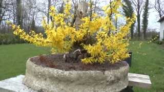 Bonsai Forsythia Flowers [upl. by Letreece548]