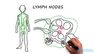 Lymphadenopathy The steps to take when you feel an enlarged lymph node [upl. by Alehcim177]