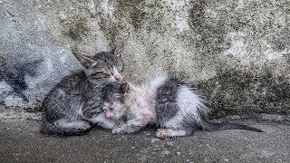 Kittens Rely on Each other To Try To Survive in 0°C Weather Groaning for Help But [upl. by Calandria763]