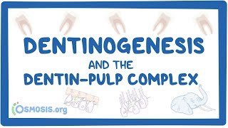 Dentinogenesis and the dentinpulp complex [upl. by Airdnua]