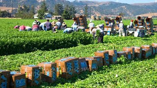 How American Farmers Mass Harvest Thousands Of Tons Of Agricultural Products  American Farming 2 [upl. by Aneladgam]