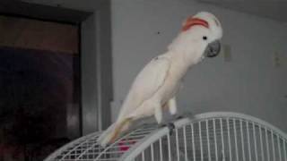 Moluccan Cockatoo scream [upl. by Hokanson]